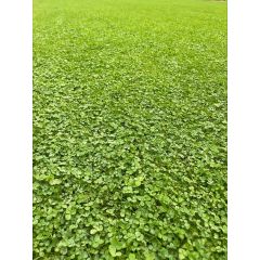 Clover Turf 