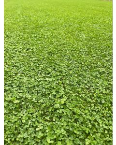 Clover Turf 